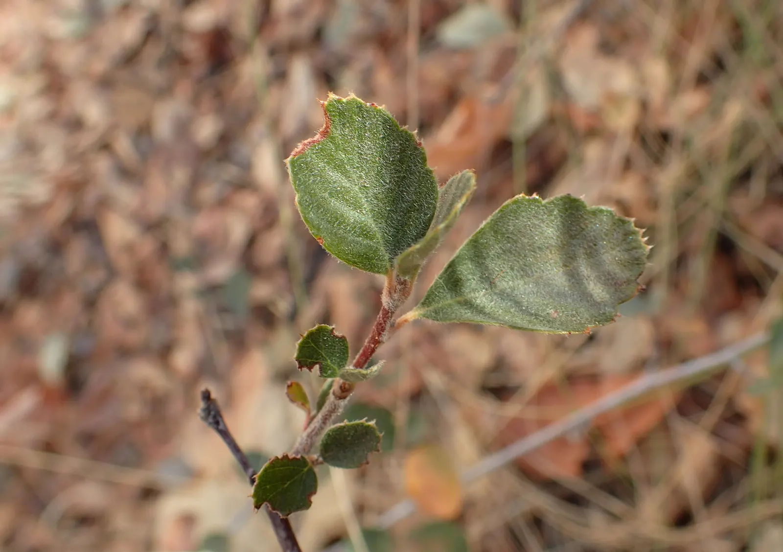 Mountain Mahogany (Cercocarpus Betuloides) — enhancing the biodiversity of the garden ecosystem.<br><br>When designing with Cercocarpus betuloides