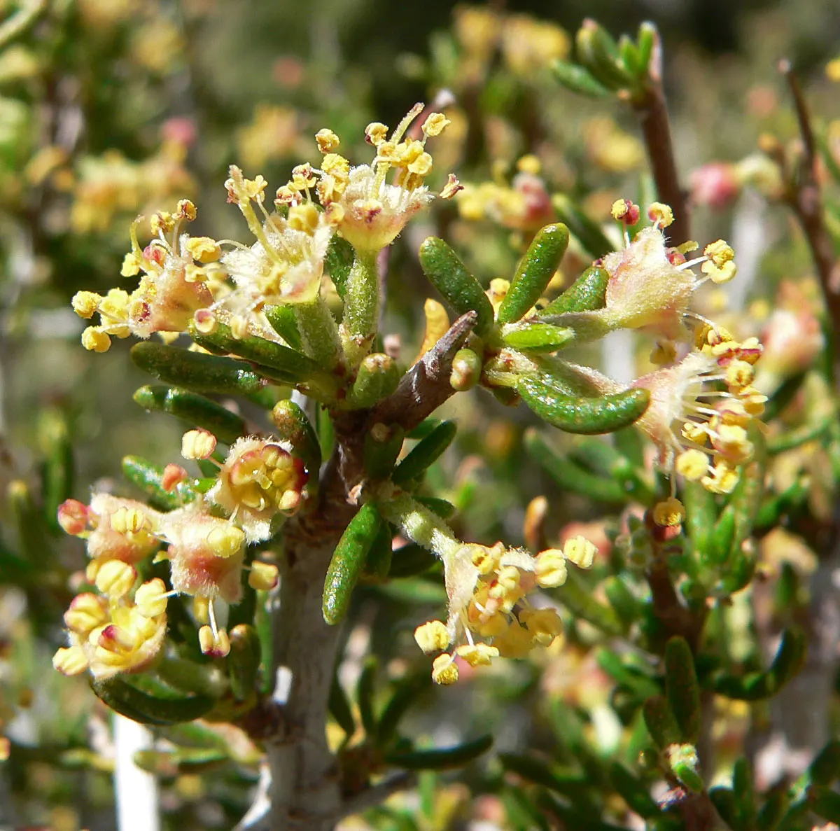 Mountain Mahogany (Cercocarpus Betuloides) — is a resilient and elegant native shrub