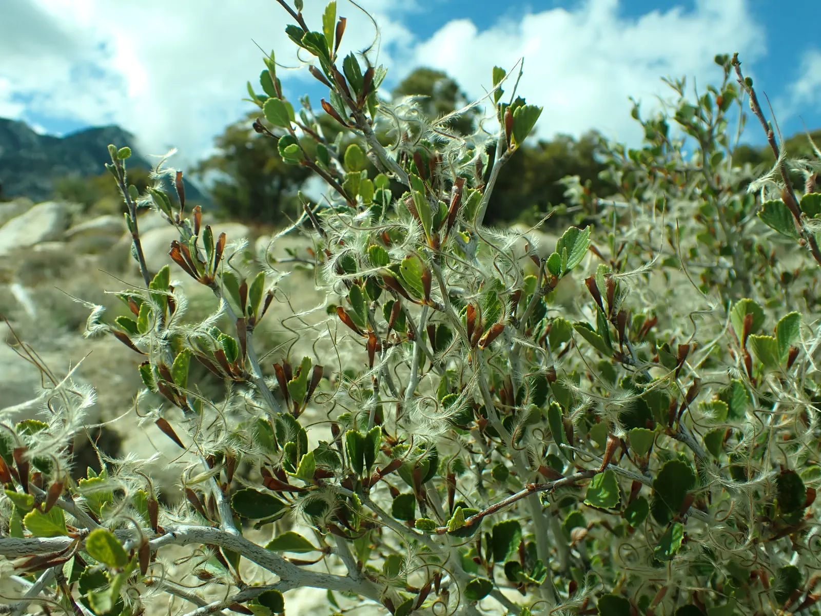 Mountain Mahogany (Cercocarpus Betuloides) — demonstrating a robust adaptability to a wide range of soil types; it possesses the added benefit of being a