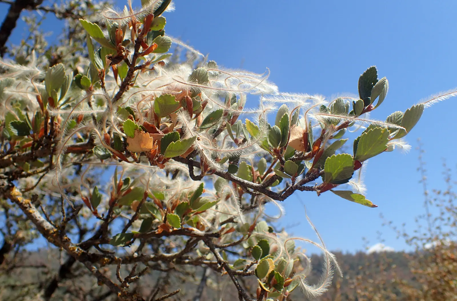 Mountain Mahogany (Cercocarpus Betuloides) — The Mountain Mahogany provides ecological value by serving as a source of food and habitat for local fauna