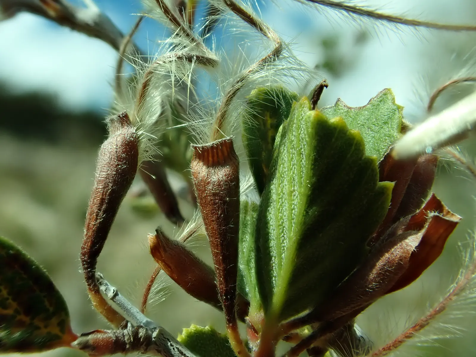Mountain Mahogany (Cercocarpus Betuloides) — It flourishes in USDA zones 7-10, thriving in full sun with minimal water; though it prefers well-drained