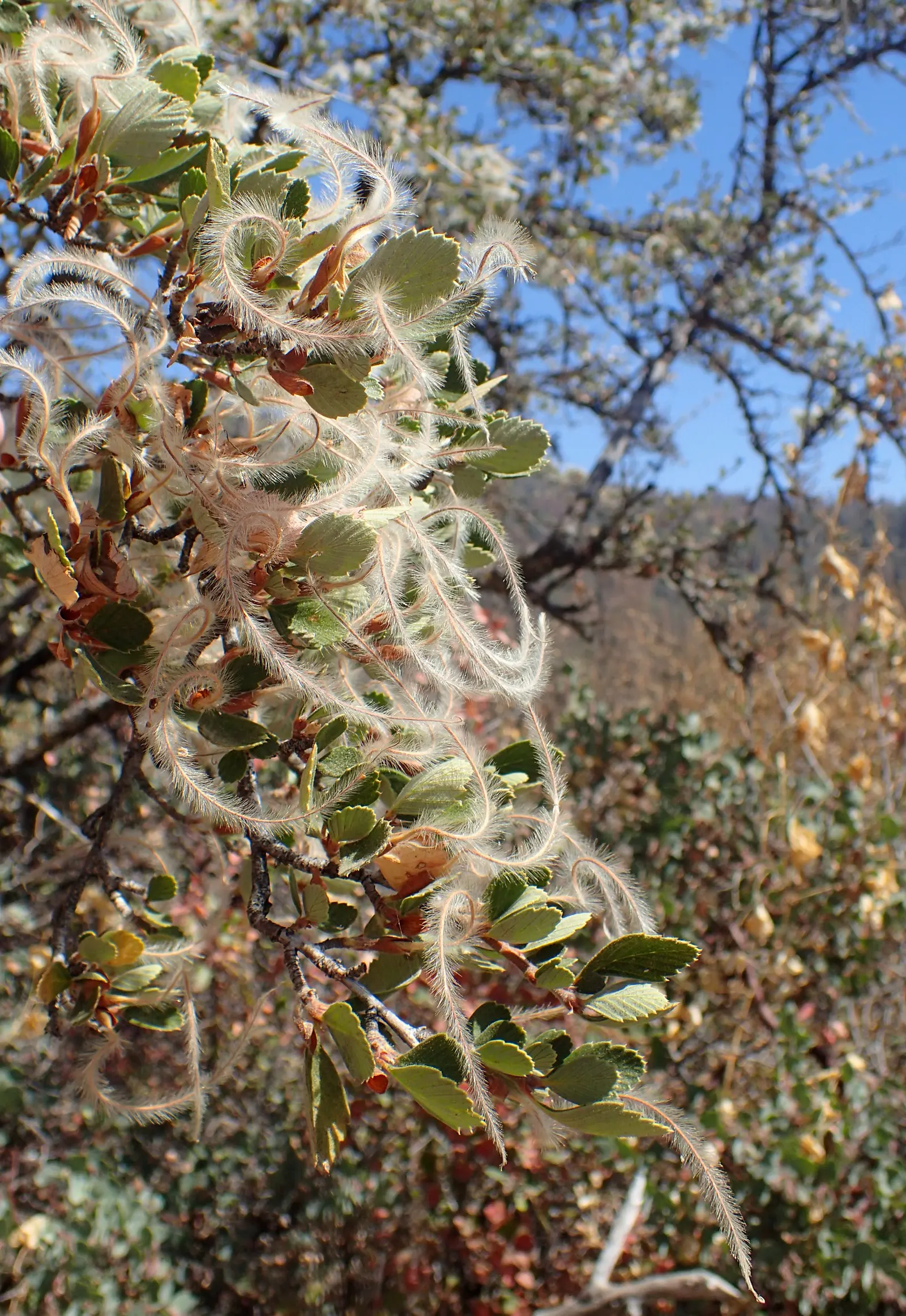 Mountain Mahogany (Cercocarpus Betuloides) — this resilient native is ideal for xeriscaping and wildlife gardens