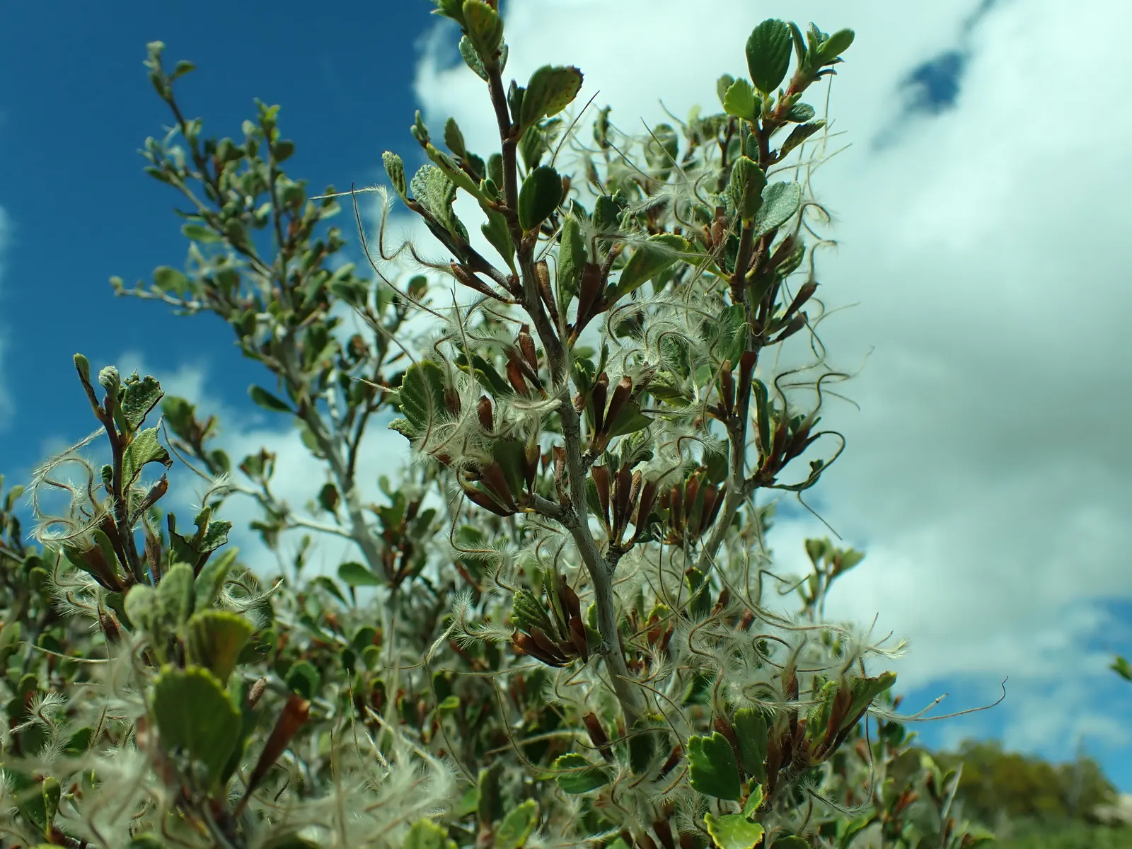 Mountain Mahogany (Cercocarpus Betuloides) — well-suited for landscape designs aiming to incorporate elements of natural beauty and local flora; with leathery