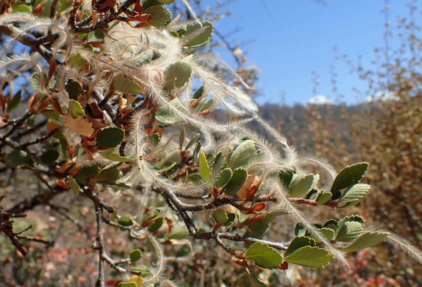 Mountain Mahogany (Cercocarpus Betuloides) — During the spring and summer months