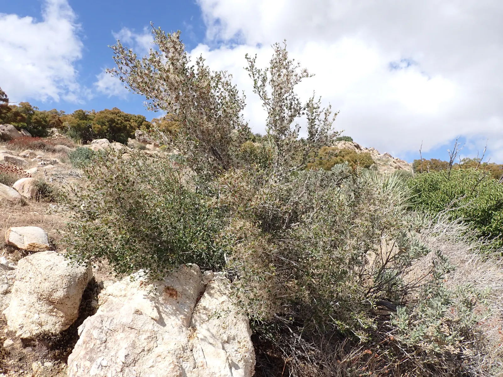 Mountain Mahogany (Cercocarpus Betuloides) — With leathery leaves sporting a glossy green hue and curling seed plumes, it provides year-round interest; the