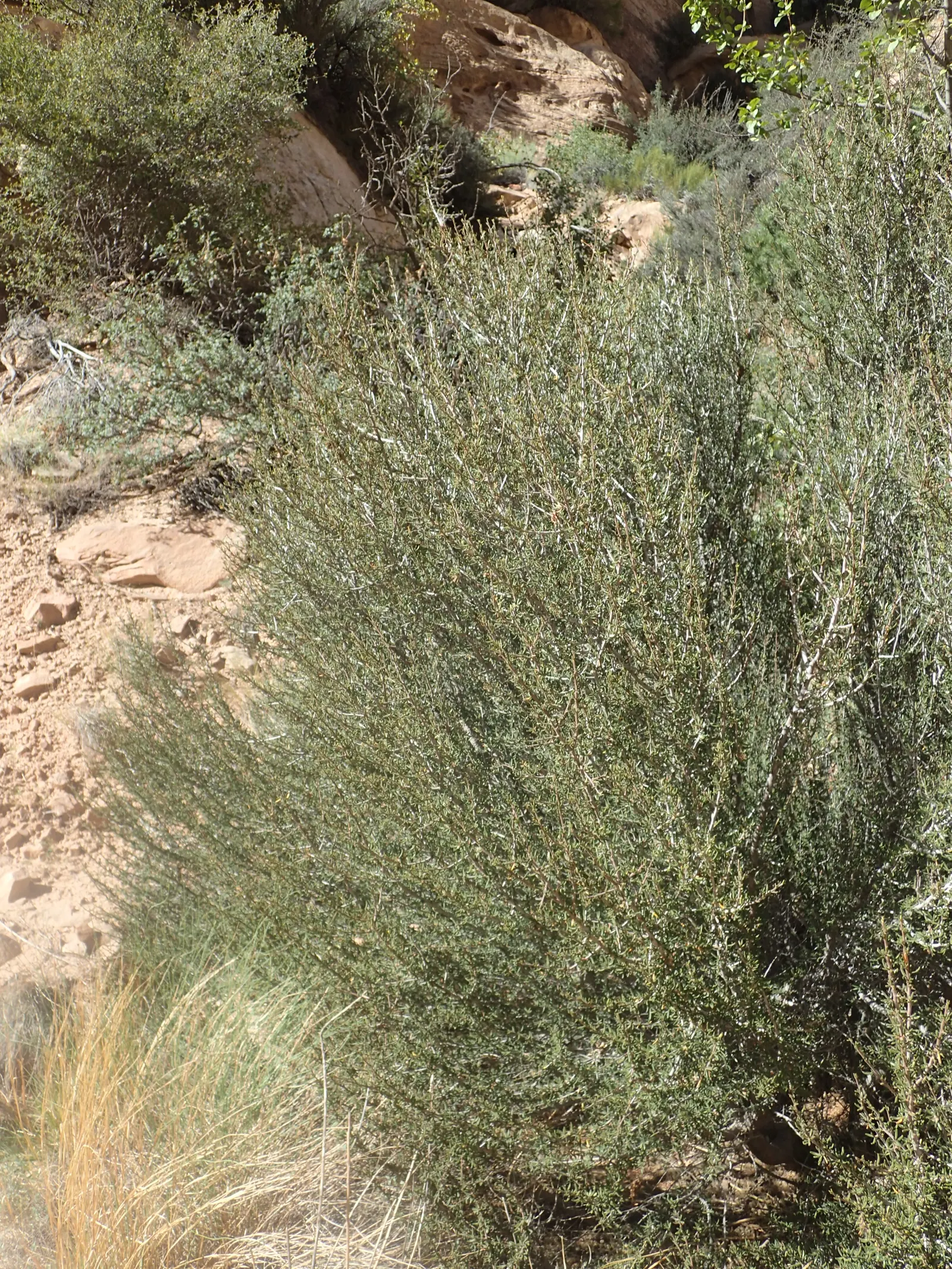 Mountain Mahogany (Cercocarpus Betuloides) — it produces inconspicuous flowers