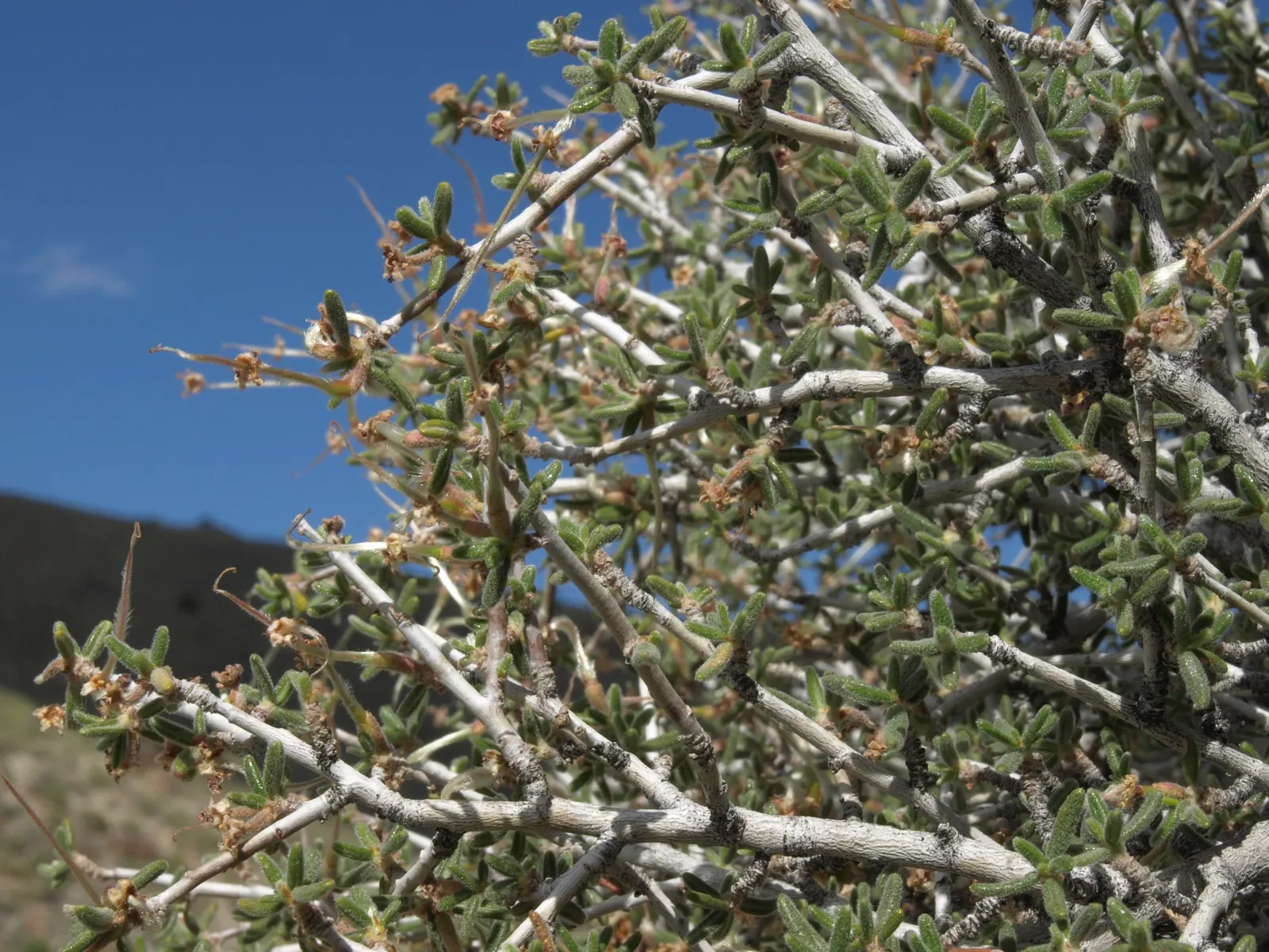 Mountain Mahogany (Cercocarpus Betuloides) — including birds and butterflies