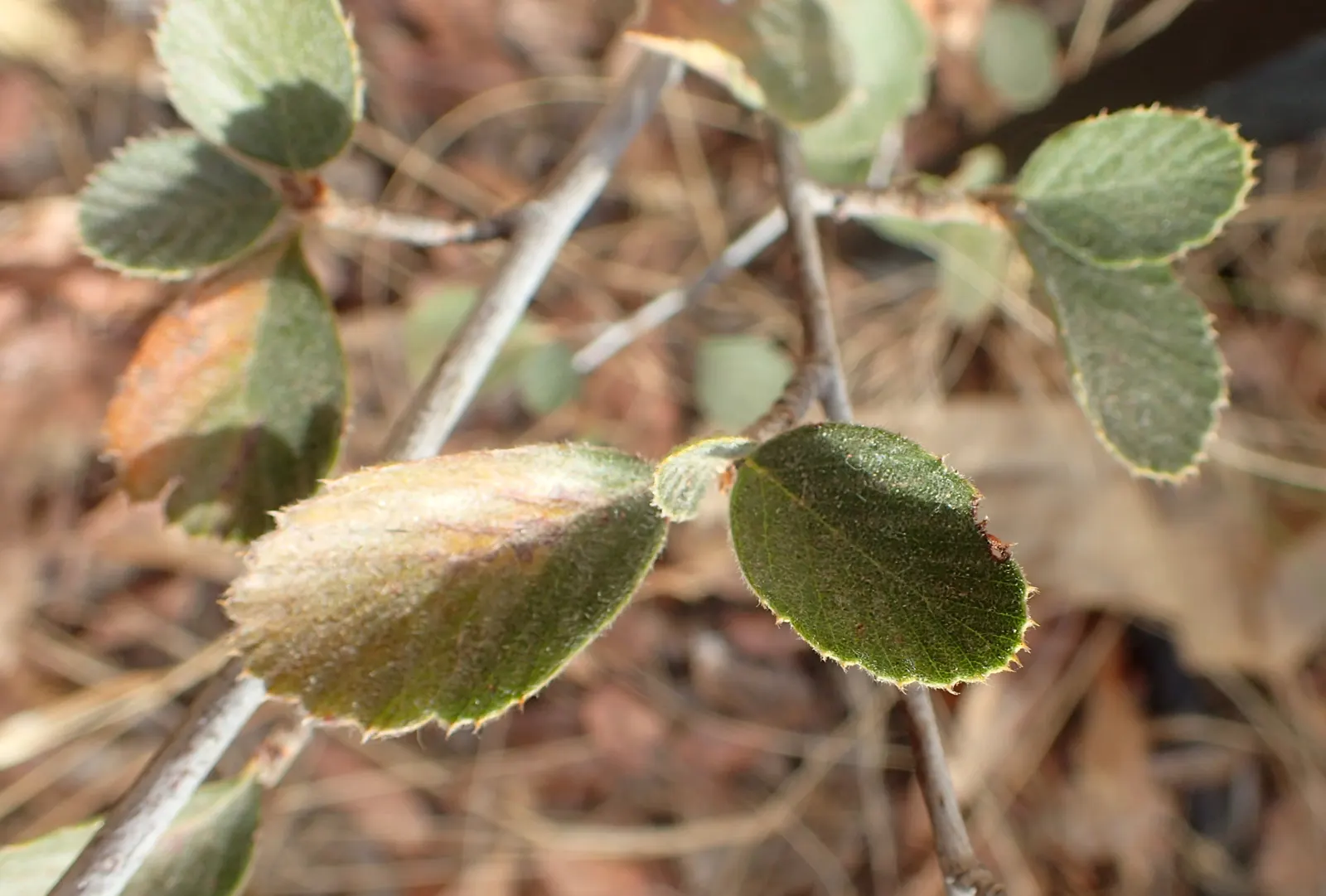 Mountain Mahogany (Cercocarpus Betuloides) — dark green leaves and a distinctive