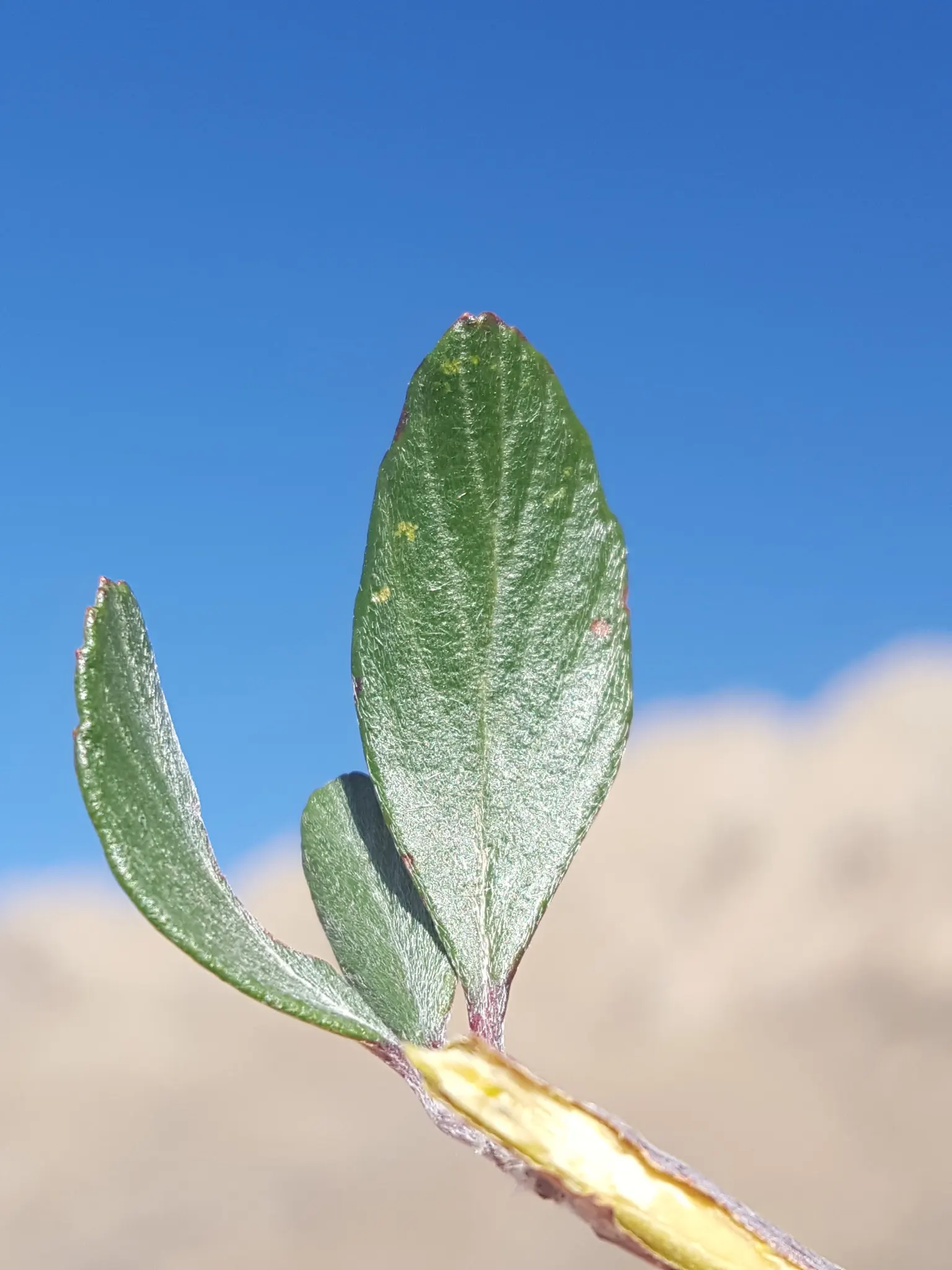 Mountain Mahogany (Cercocarpus Betuloides) — It possesses the added benefit of being a low-maintenance species, requiring minimal irrigation and pruning