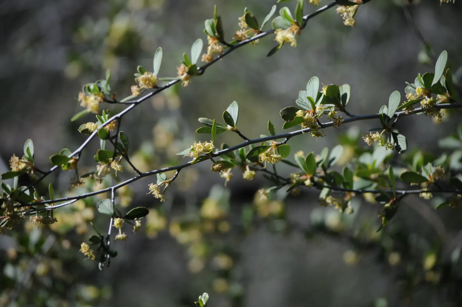 Mountain Mahogany (Cercocarpus Betuloides) — The Mountain Mahogany, Cercocarpus betuloides, is a sturdy, evergreen shrub reaching 8-20 feet