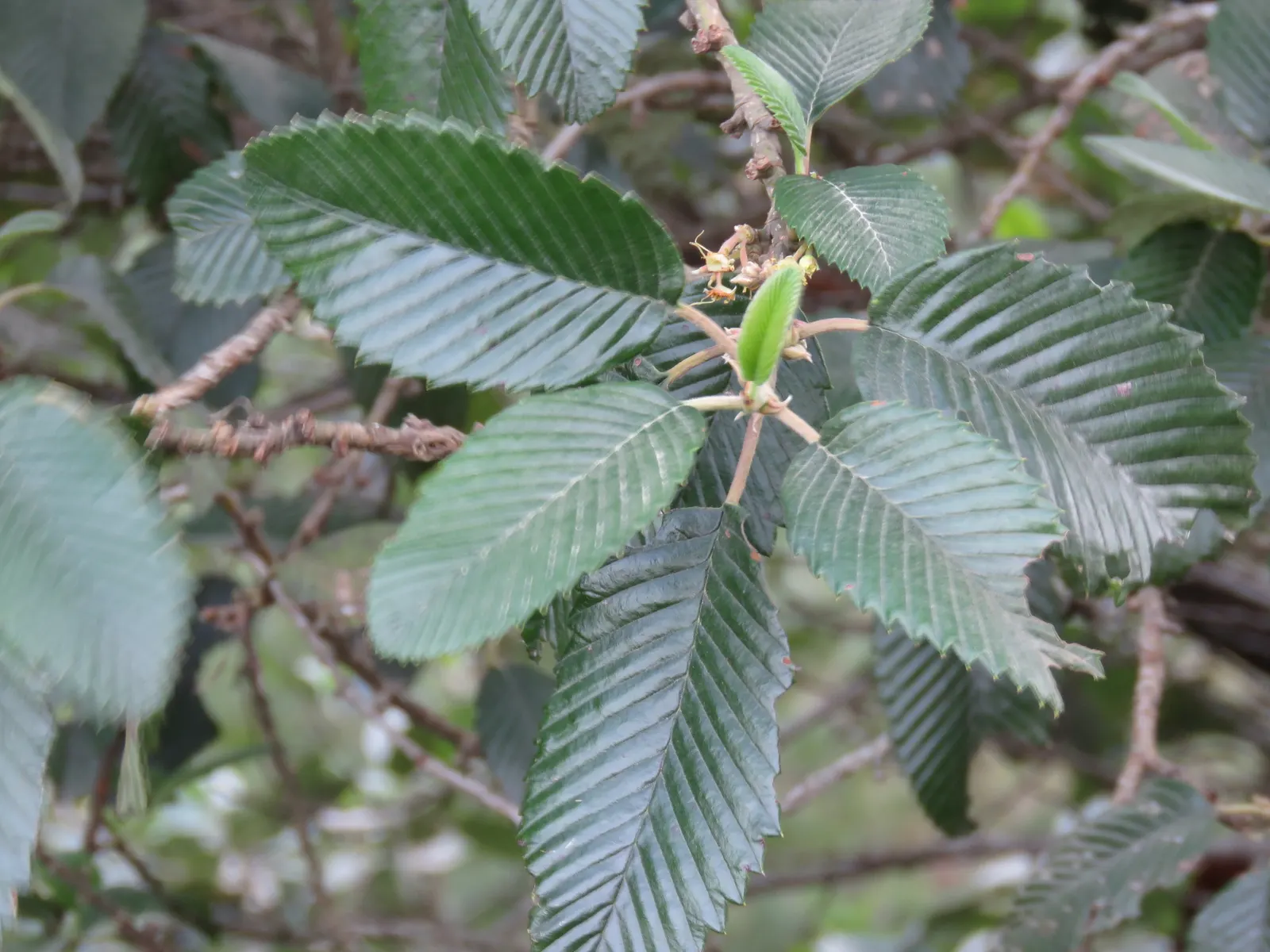 Mountain Mahogany (Cercocarpus Betuloides) — scientifically named Cercocarpus betuloides