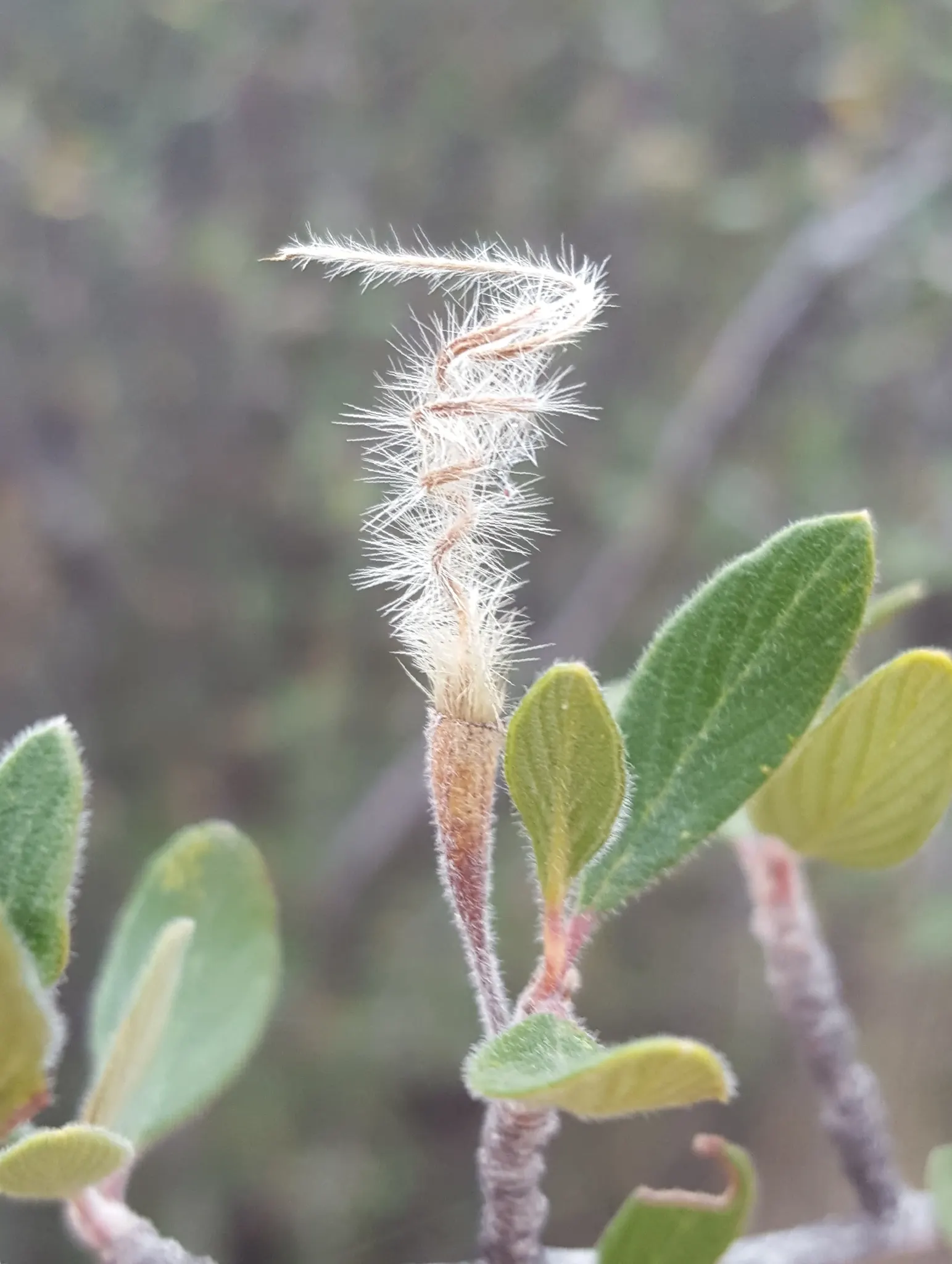 Mountain Mahogany (Cercocarpus Betuloides) — shrub / tree for full or half