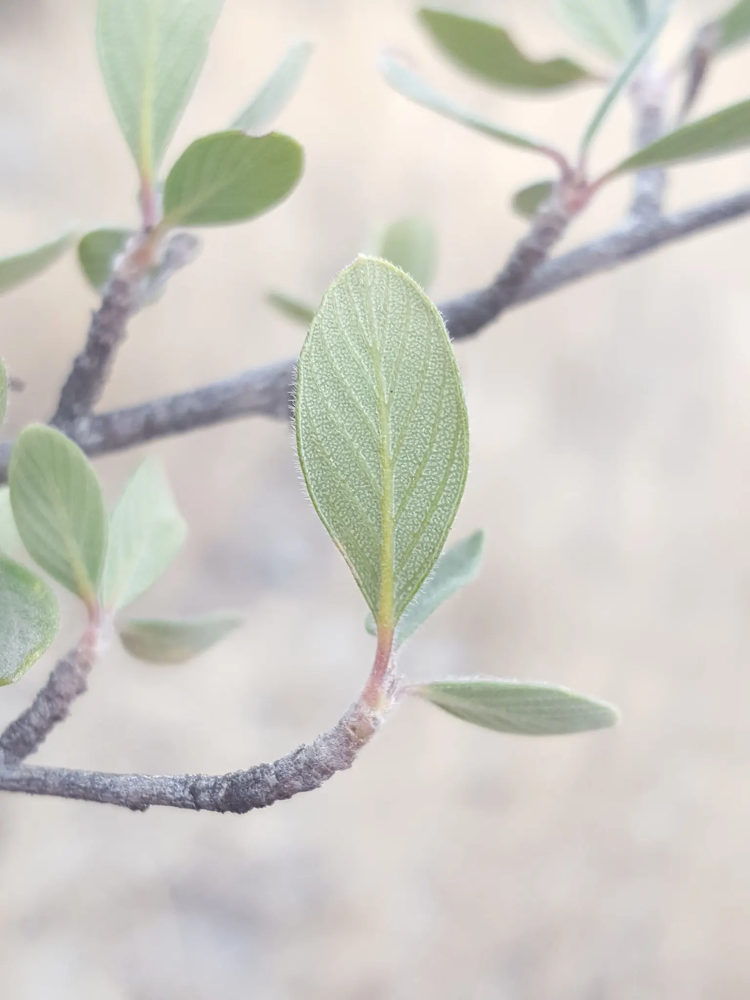 Mountain Mahogany (Cercocarpus Betuloides) — is a resilient and elegant native shrub; ensure ample space for growth and consider its full mature dimensions