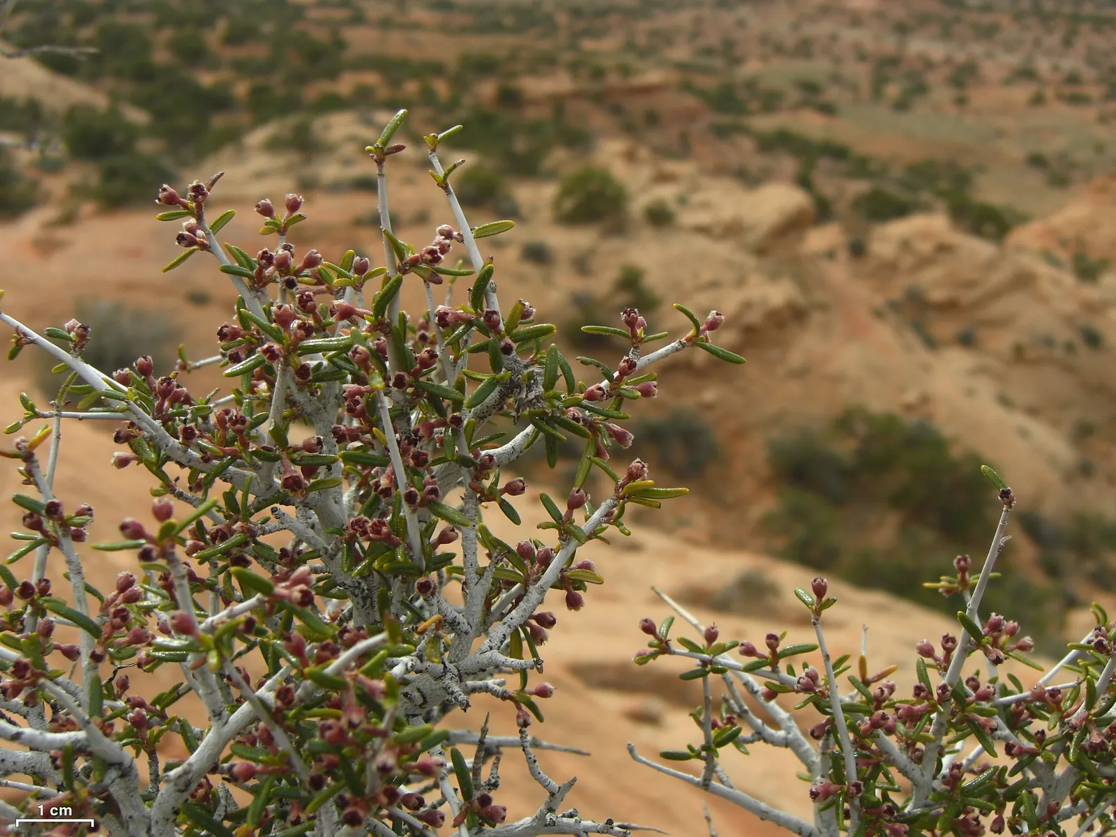 Mountain Mahogany (Cercocarpus Betuloides) — The Mountain Mahogany, Cercocarpus betuloides, is a sturdy, evergreen shrub reaching 8-20 feet; this resilient