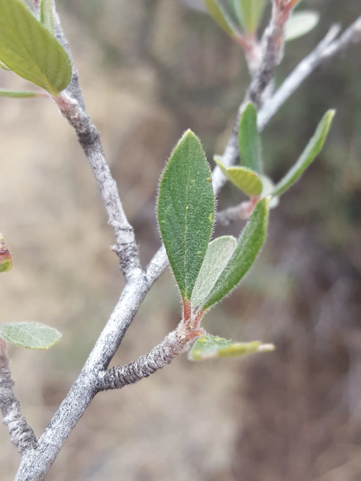 Mountain Mahogany (Cercocarpus Betuloides) — attracting birds and butterflies with its durable; is a resilient and elegant native shrub