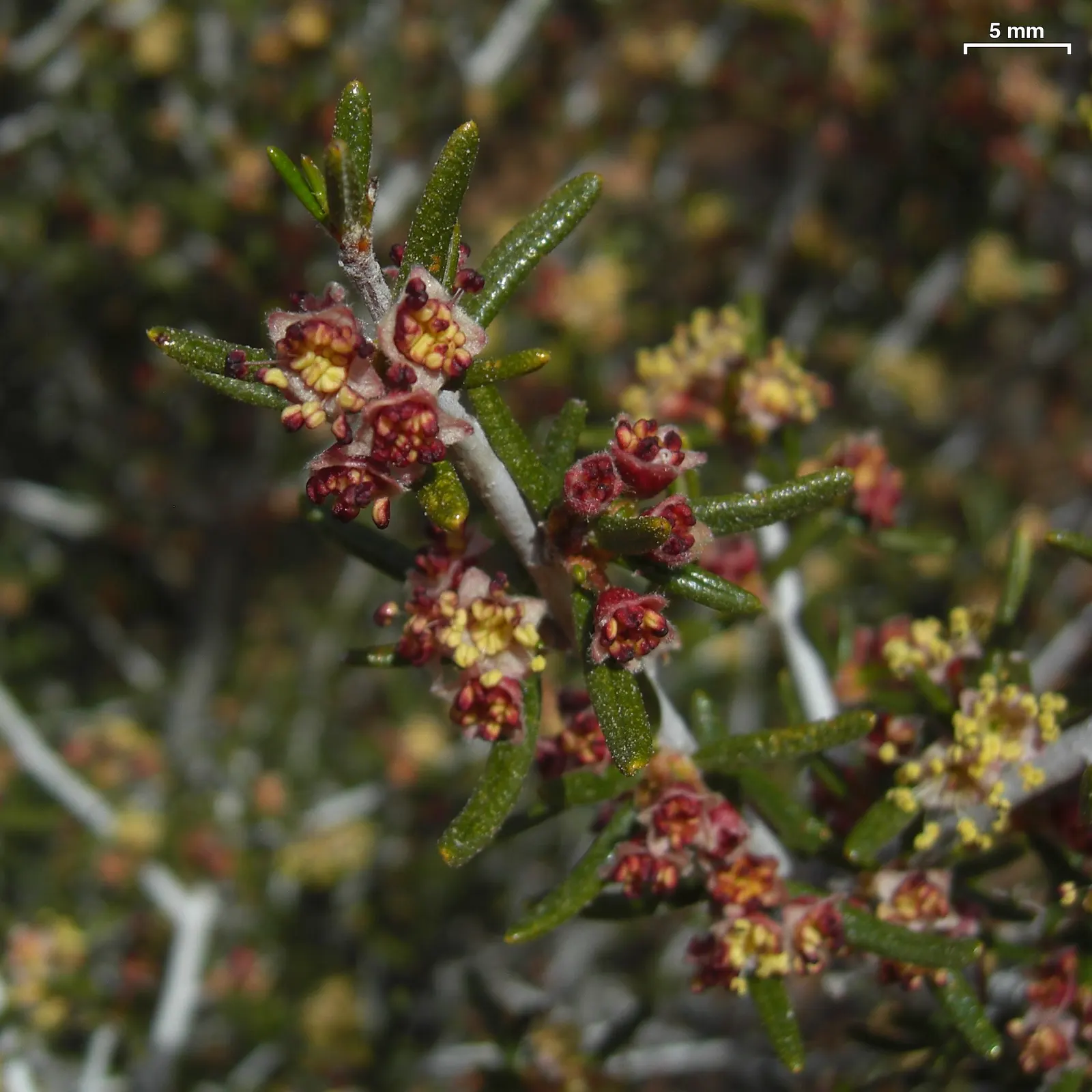 Mountain Mahogany (Cercocarpus Betuloides) — demonstrating a robust adaptability to a wide range of soil types