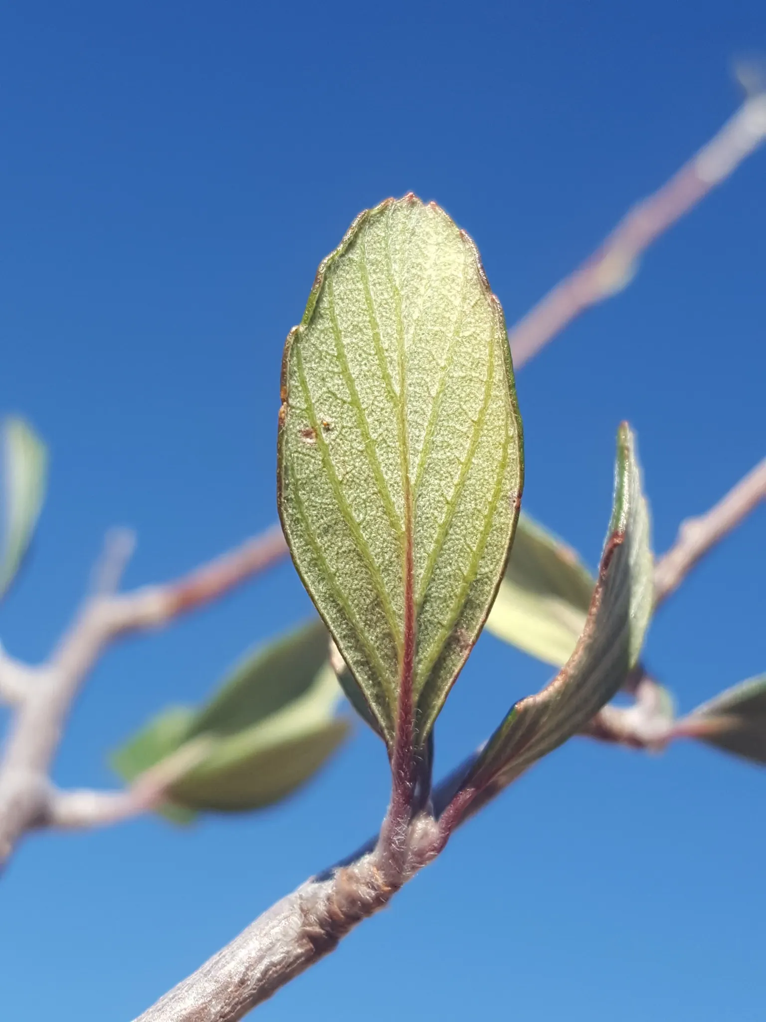 Mountain Mahogany (Cercocarpus Betuloides) — making it an excellent choice for water-conserving landscapes