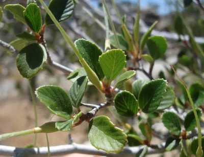 Mountain Mahogany (Cercocarpus Betuloides) — It flourishes in USDA zones 7-10, thriving in full sun with minimal water