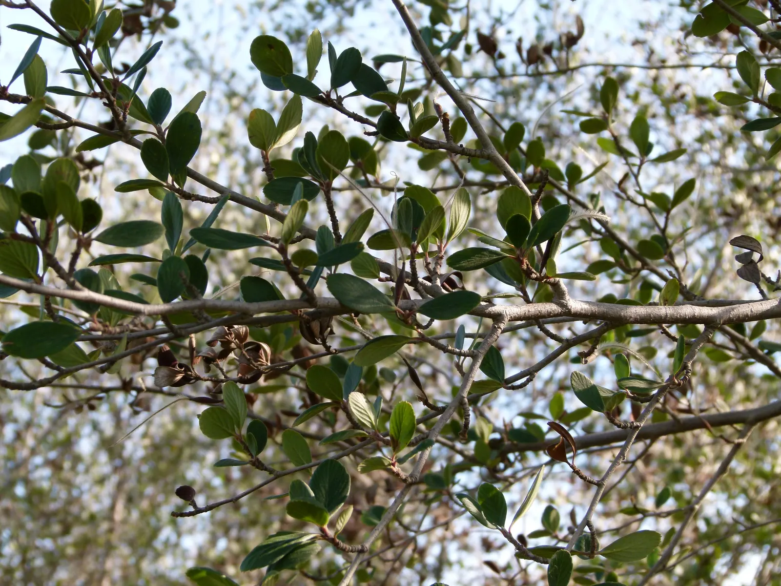 Mountain Mahogany (Cercocarpus Betuloides) — yellow flowers in the garden