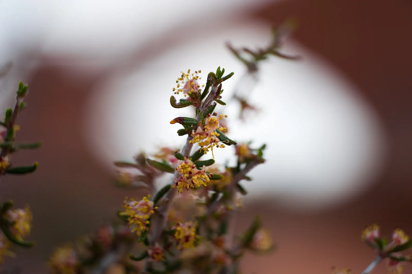 Mountain Mahogany (Cercocarpus Betuloides) — attracting birds and butterflies with its durable