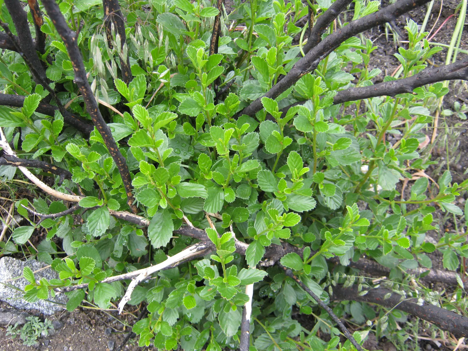 Mountain Mahogany (Cercocarpus Betuloides) — which adds texture and visual interest to any garden setting