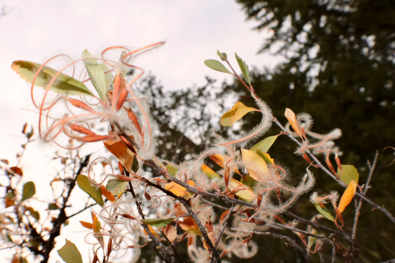 Mountain Mahogany (Cercocarpus Betuloides) — though it prefers well-drained conditions.<br><br>Typically growing to an average height of 8 to 20 feet