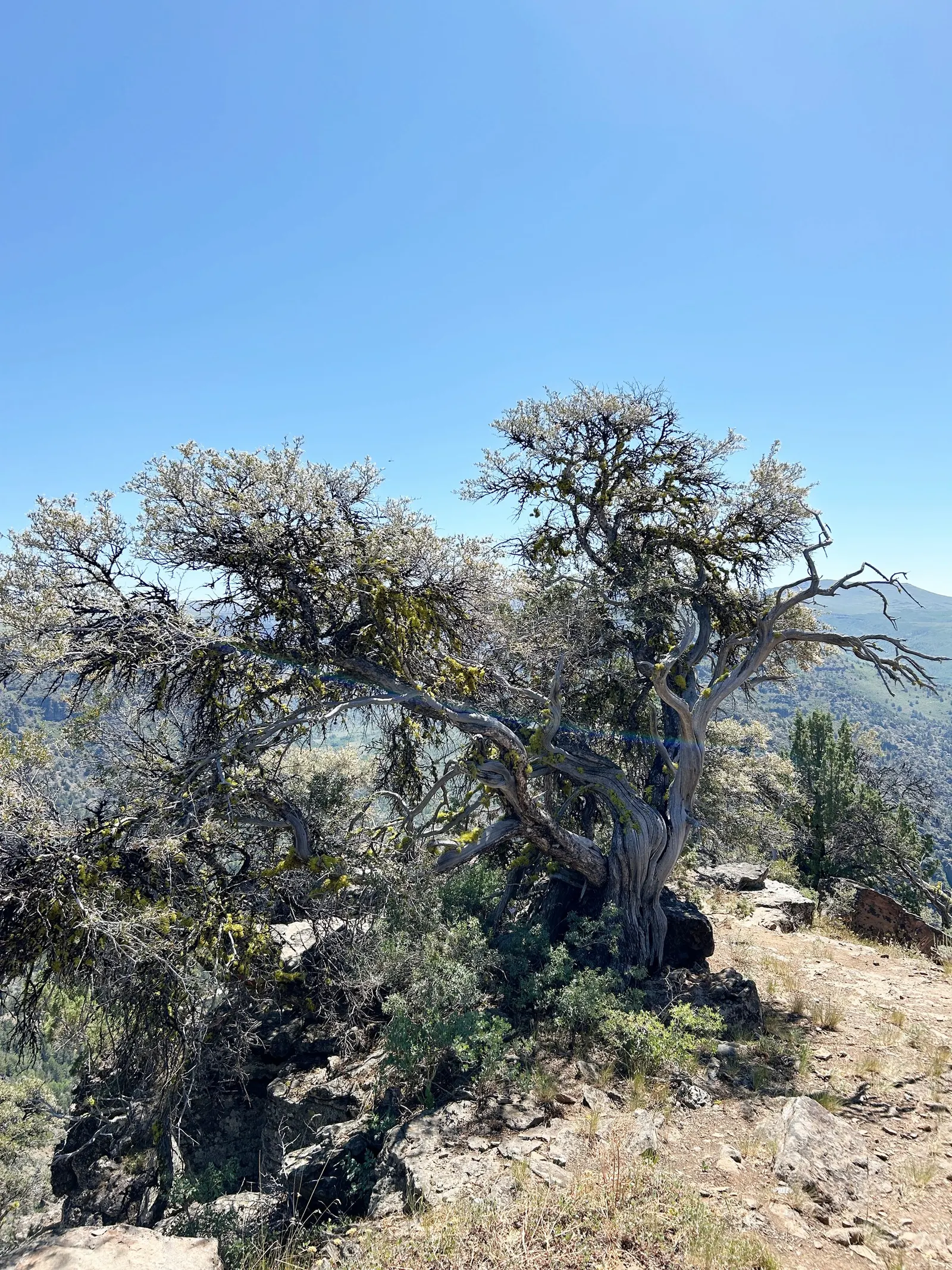 Mountain Mahogany (Cercocarpus Betuloides) — ensure ample space for growth and consider its full mature dimensions