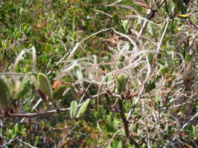 Mountain Mahogany (Cercocarpus Betuloides) — With leathery leaves sporting a glossy green hue and curling seed plumes, it provides year-round interest