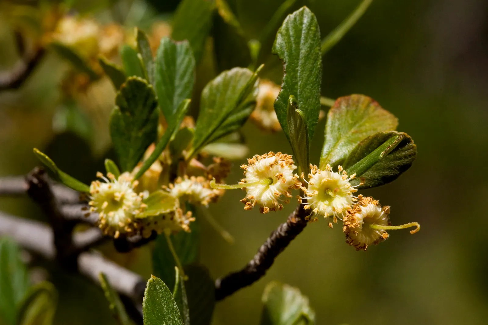 Mountain Mahogany (Cercocarpus Betuloides) — well-suited for landscape designs aiming to incorporate elements of natural beauty and local flora