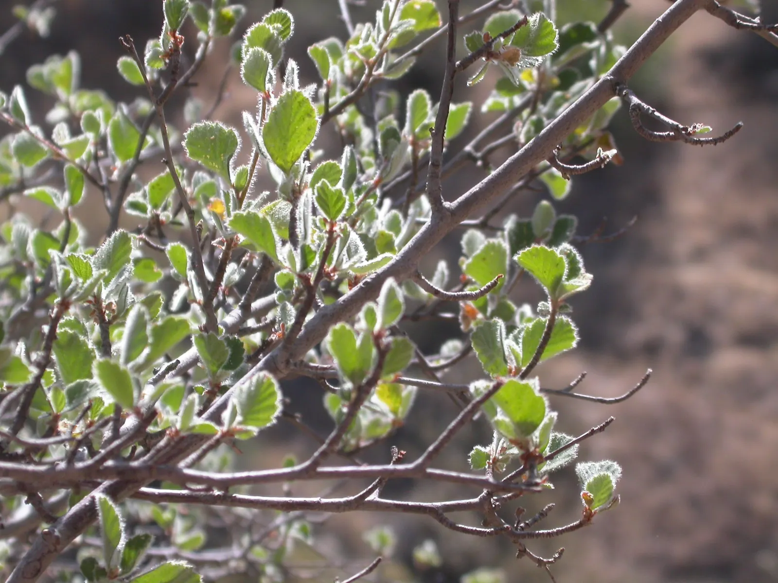 Mountain Mahogany (Cercocarpus Betuloides) — scientifically named Cercocarpus betuloides; during the spring and summer months