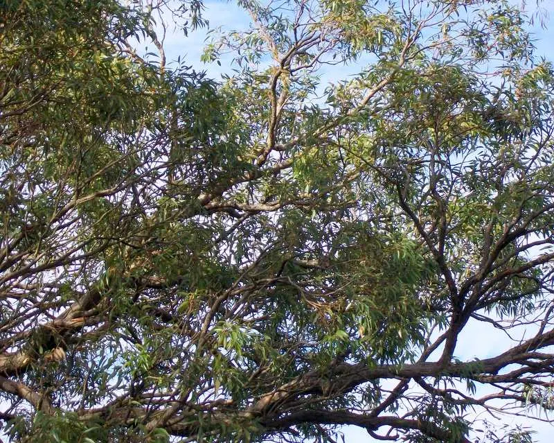 Mountain Mahogany (Cercocarpus Betuloides) — This hardy evergreen is indigenous to the chaparral and woodland ecosystems of the western United, image 34