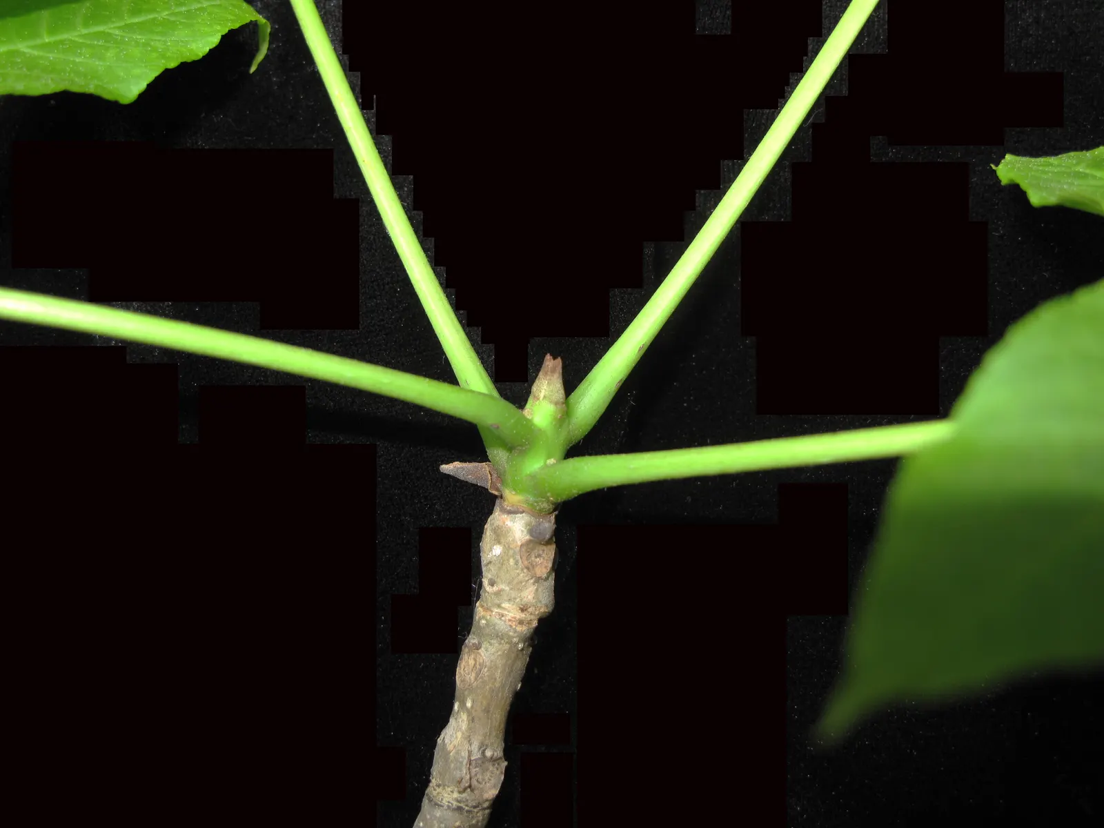 Black Ash (Fraxinus Nigra) — consisting of 7 to 11 leaflets
