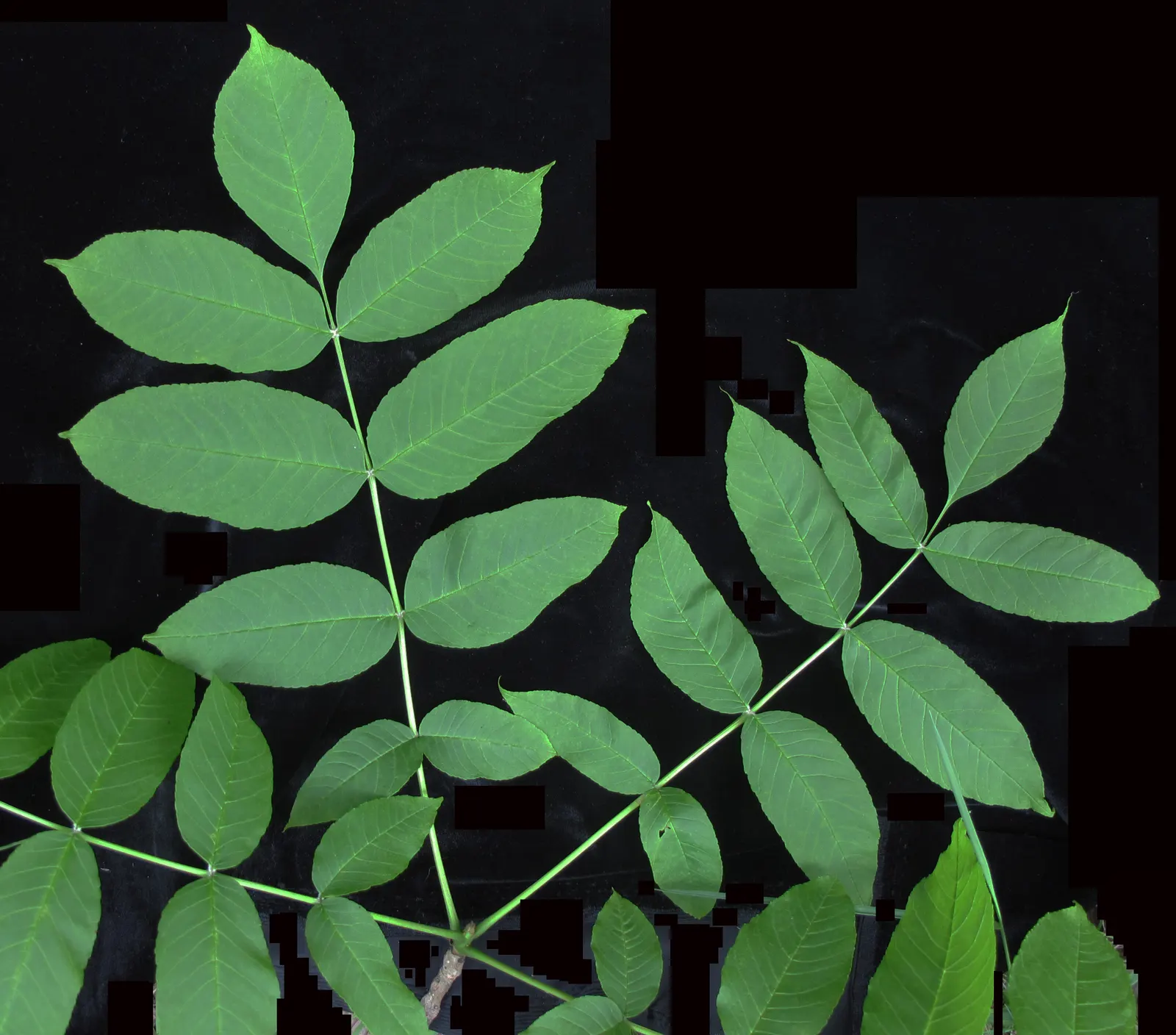 Black Ash (Fraxinus Nigra) — Black Ash (Fraxinus nigra) is a deciduous tree native to wetlands and swampy areas
