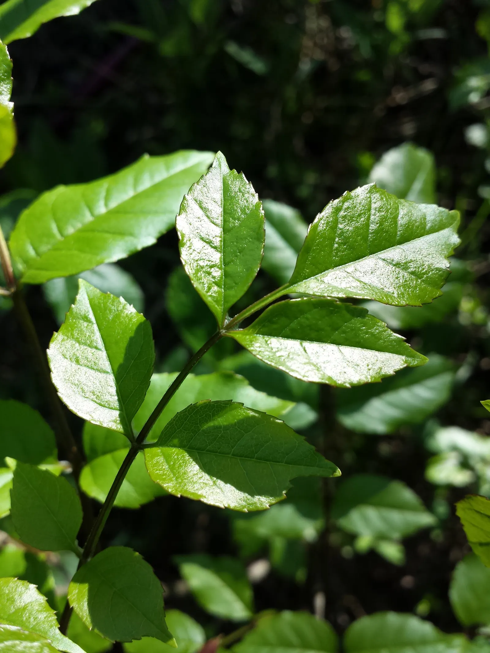 Black Ash (Fraxinus Nigra) — Recognized for its straight-grained wood