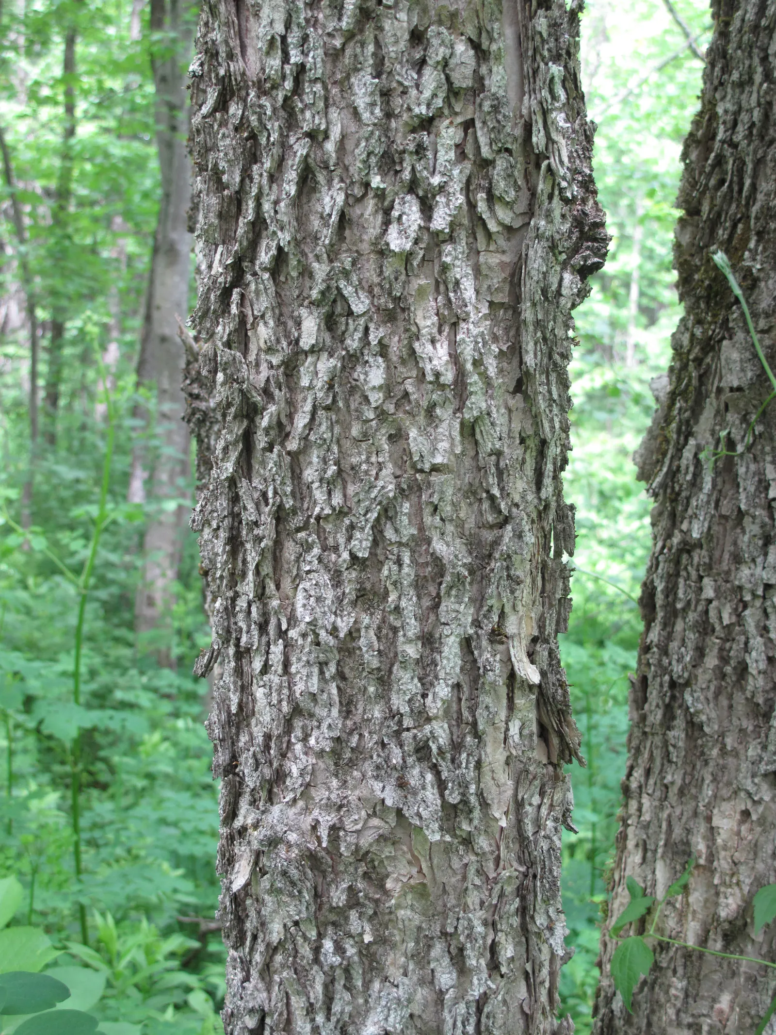 Black Ash (Fraxinus Nigra) — the species features compound leaves with 7-11 leaflets and distinctive black buds; which makes it a compelling choice for