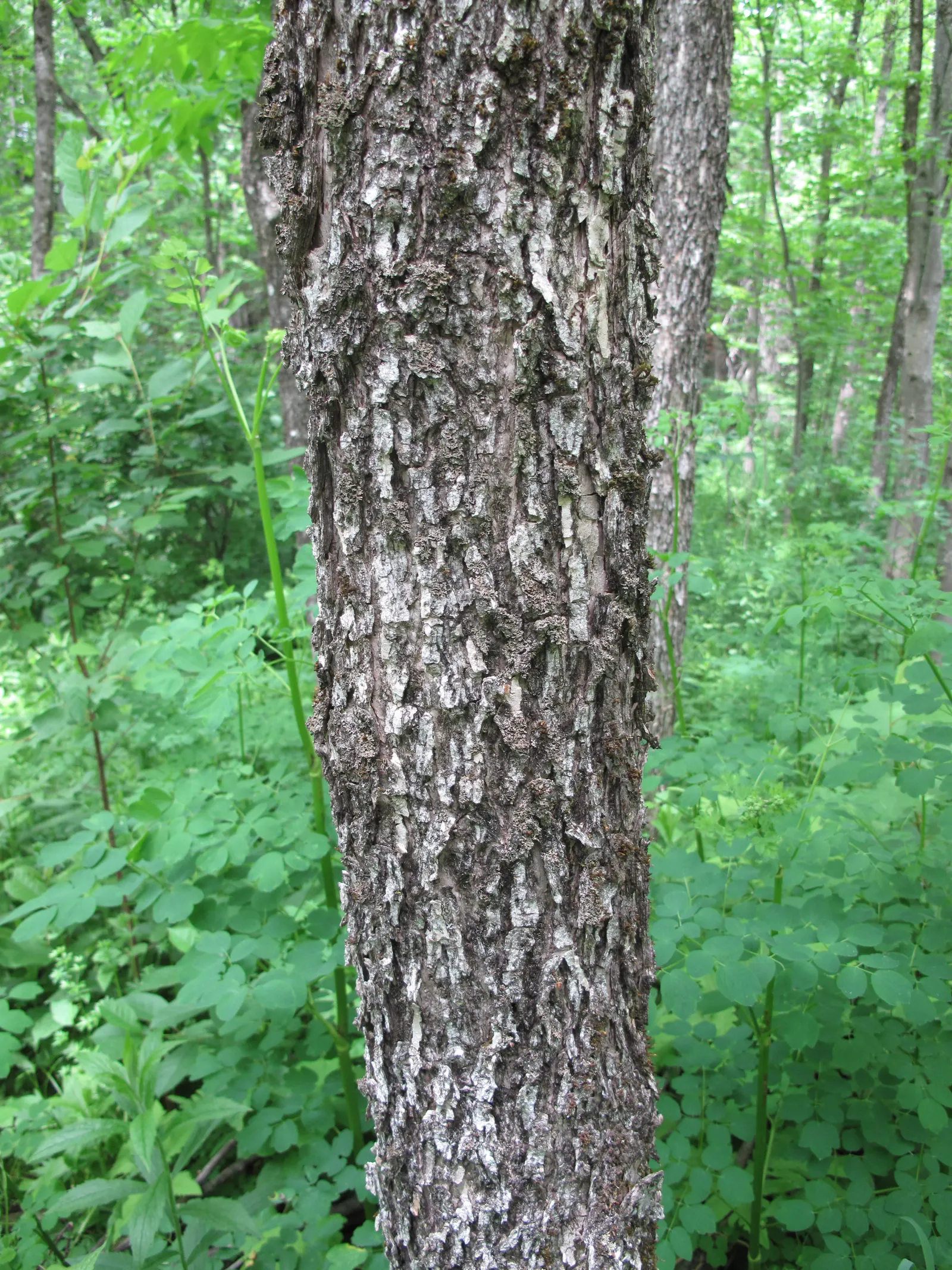 Black Ash (Fraxinus Nigra) — turning to a pale yellow or golden bronze hue come fall