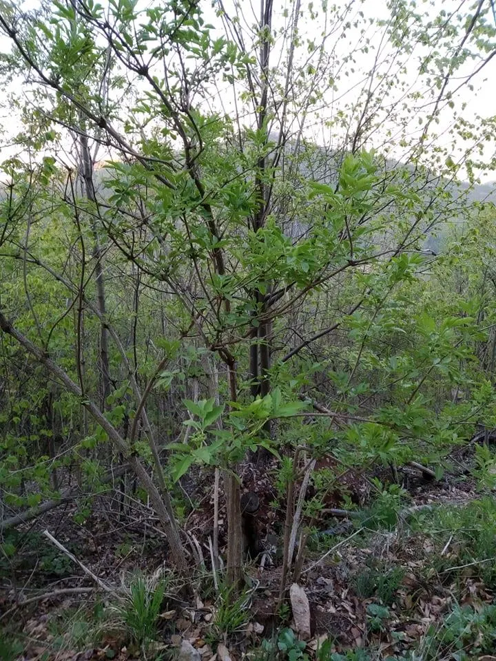 Black Ash (Fraxinus Nigra) — with a canopy spread of 20 to 30 feet