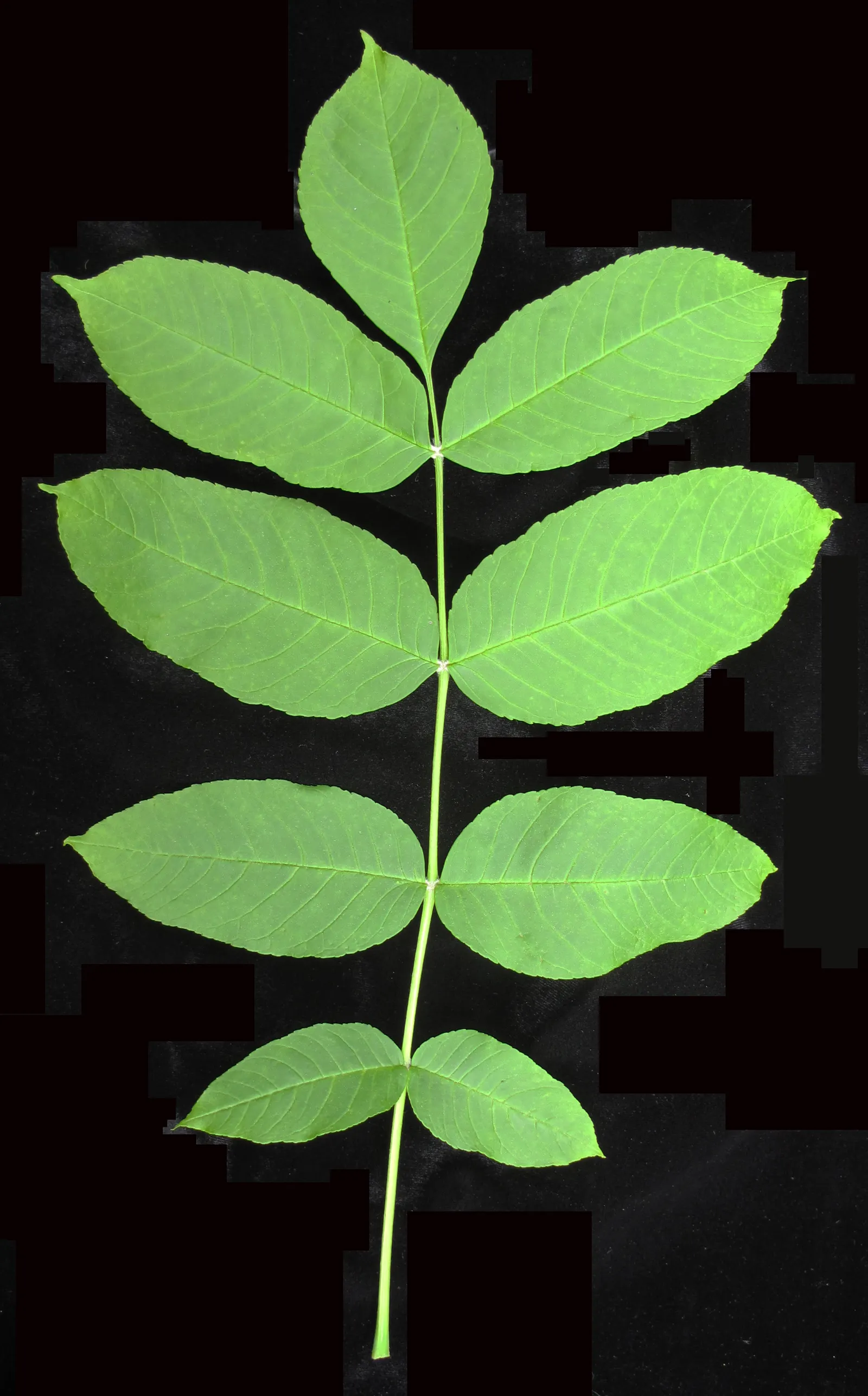 Black Ash (Fraxinus Nigra) — the species features compound leaves with 7-11 leaflets and distinctive black buds