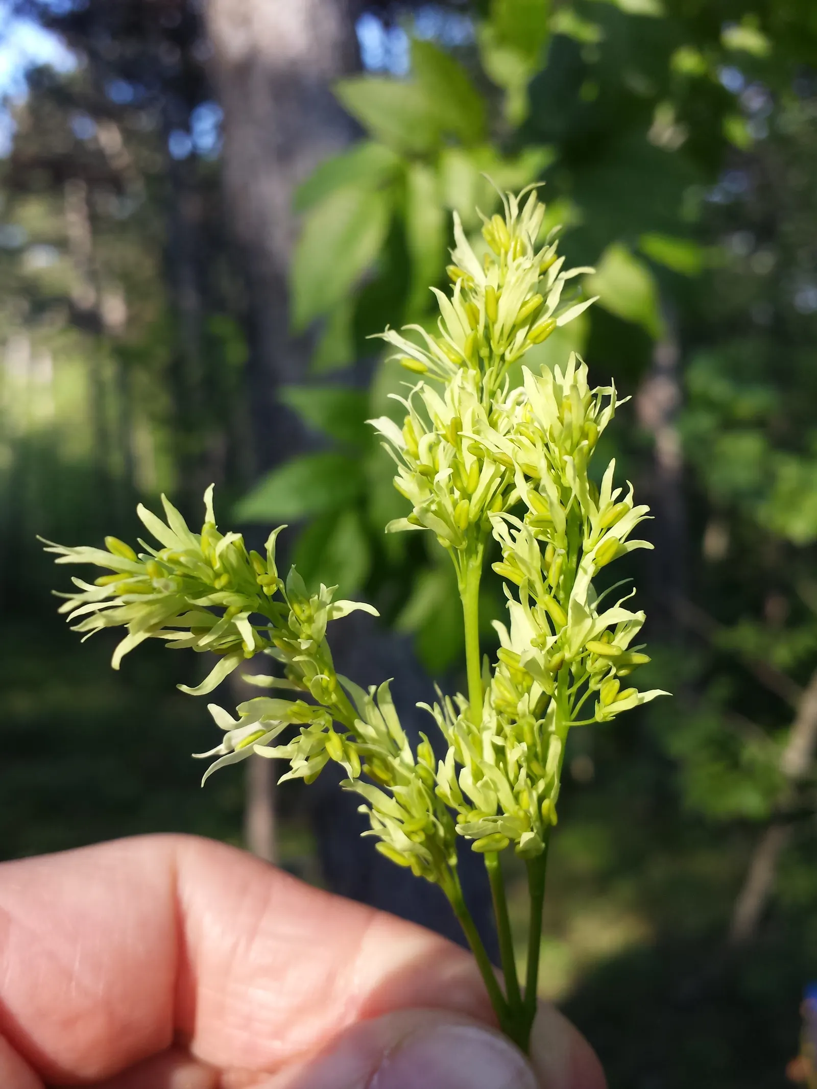Black Ash (Fraxinus Nigra) — They emerge a soft green in spring