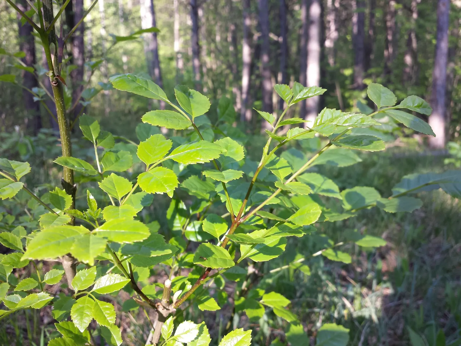 Black Ash (Fraxinus Nigra) — with the latter producing winged seeds that are disseminated by wind
