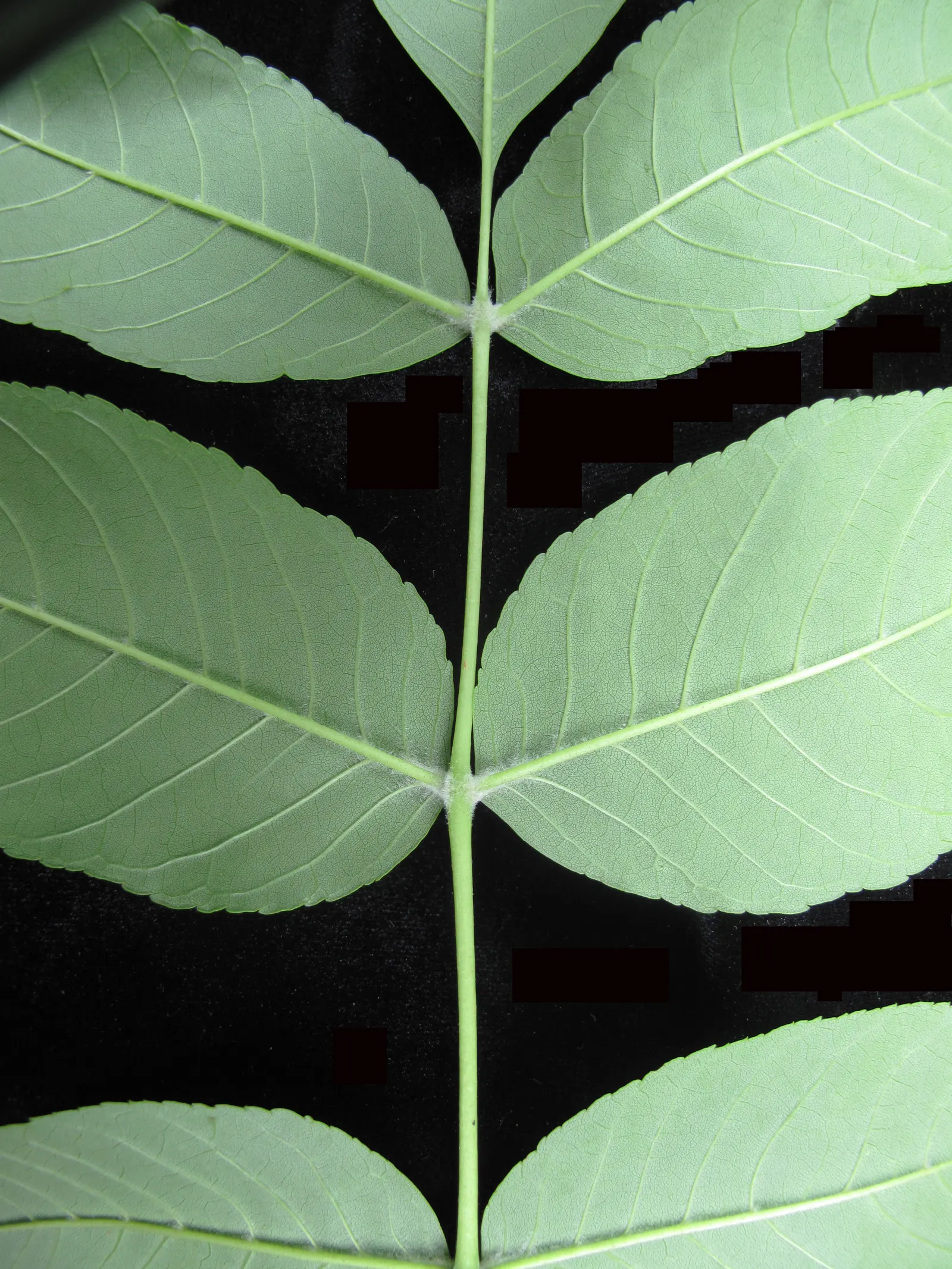 Black Ash (Fraxinus Nigra) — Black Ash trees bear either male or female flowers