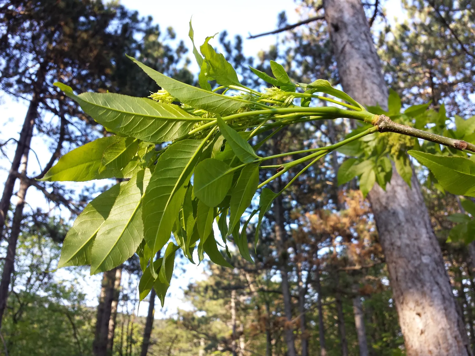 Black Ash (Fraxinus Nigra) — When incorporating Fraxinus nigra into a design
