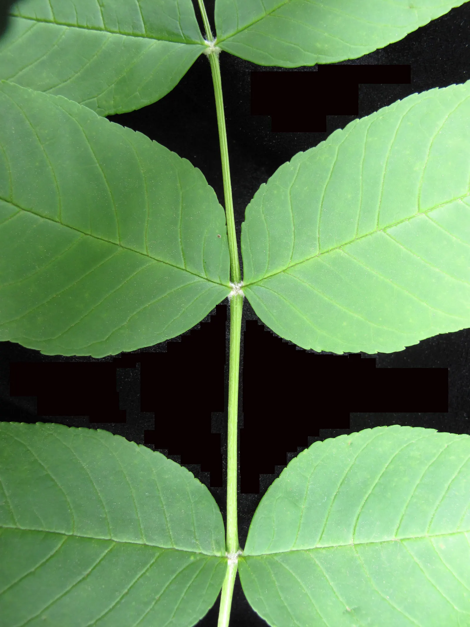 Black Ash (Fraxinus Nigra) — Ideal for naturalistic landscapes; consisting of 7 to 11 leaflets