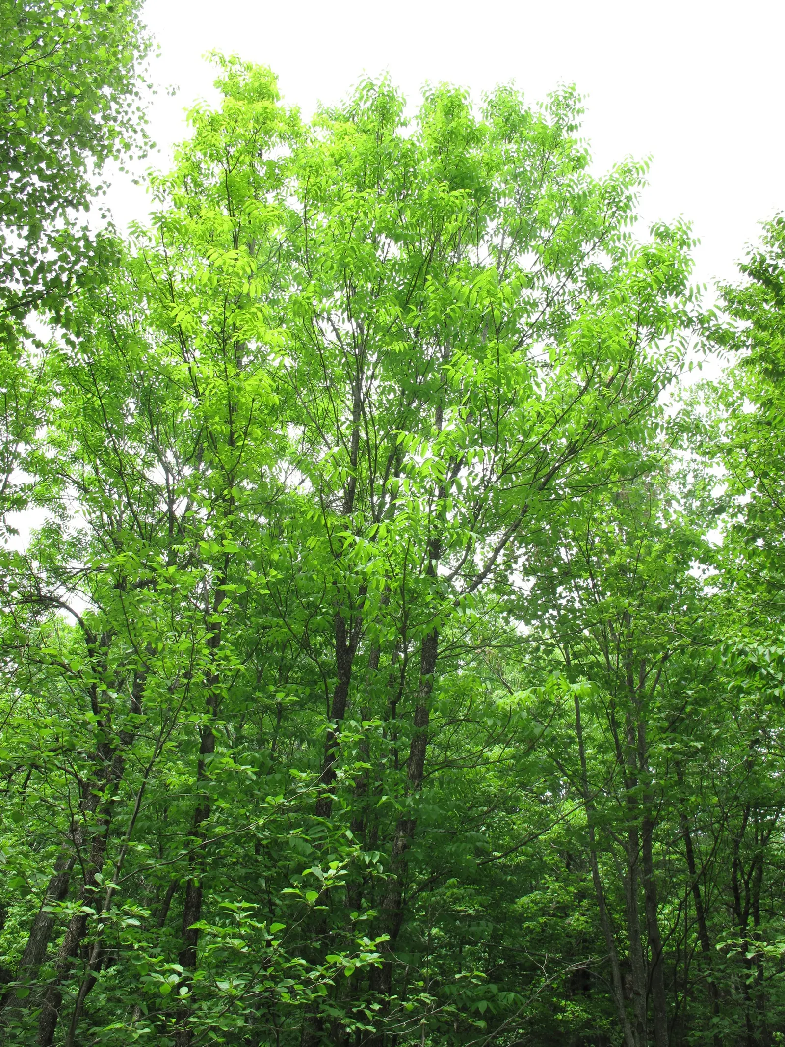 Black Ash (Fraxinus Nigra) — Recognized for its straight-grained wood; forming a distinctive corky and ridged texture.<br><br>Being dioecious