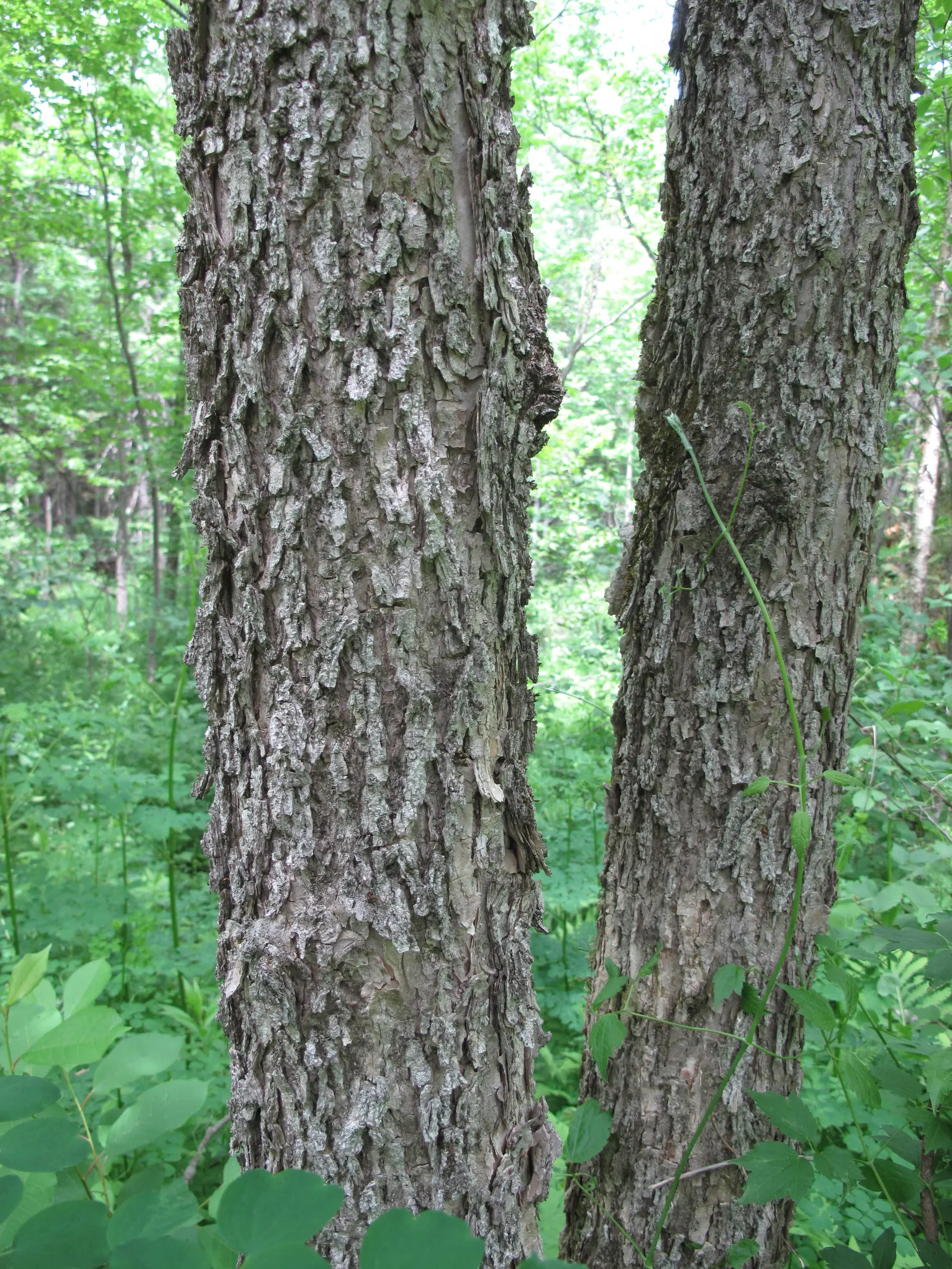 Black Ash (Fraxinus Nigra) — These trees prefer consistently moist