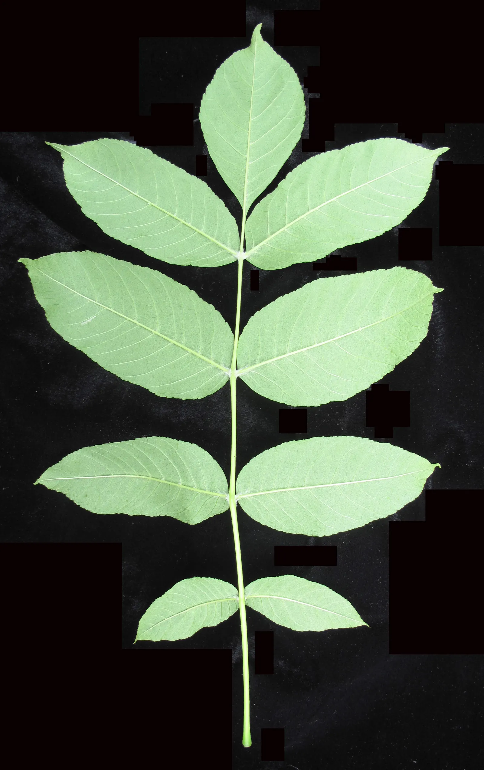Black Ash (Fraxinus Nigra) — It strikes an elegant presence in any landscape