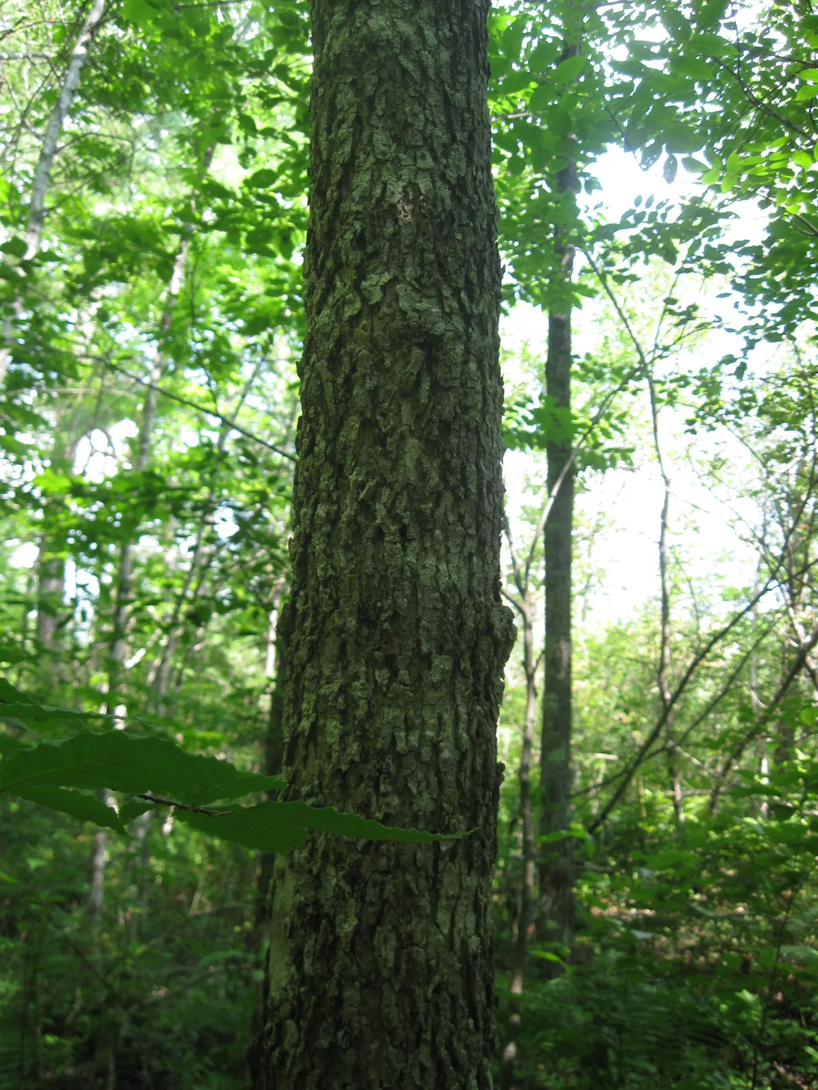 Black Ash (Fraxinus Nigra) — growing typically to heights of 40 to 60 feet