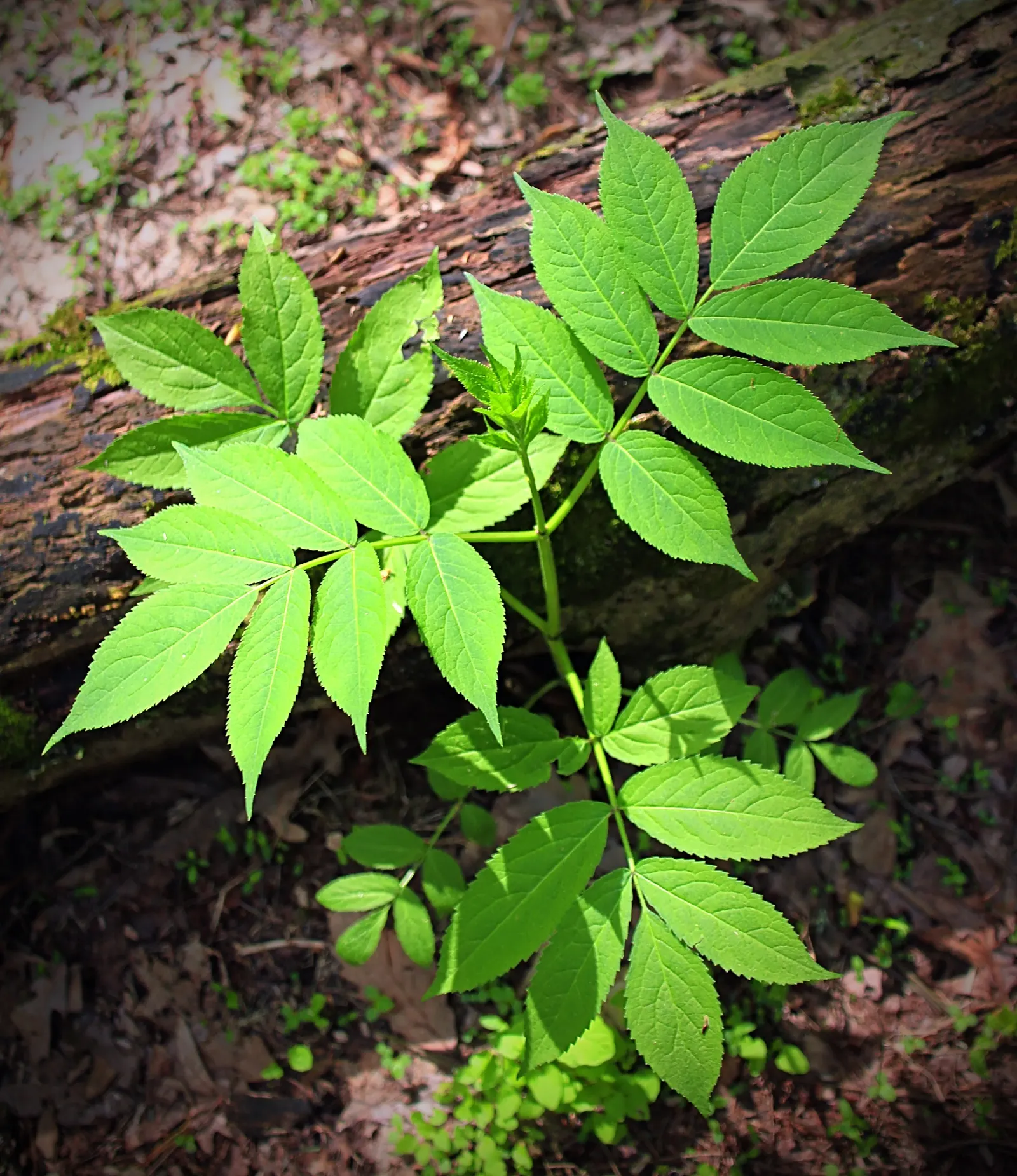 Black Ash (Fraxinus Nigra) — Black Ash (Fraxinus nigra) is a deciduous tree native to wetlands and swampy areas; the species features compound leaves with 7-11