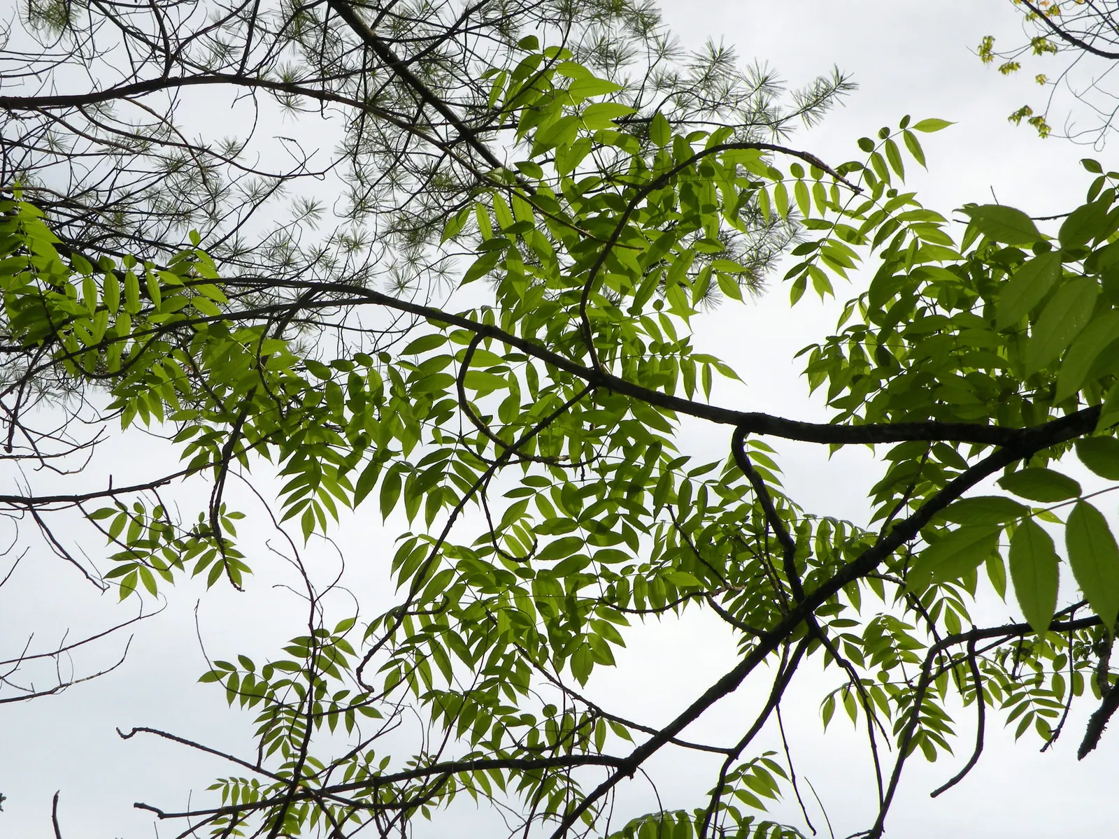 Black Ash (Fraxinus Nigra) — offering a seasonal display