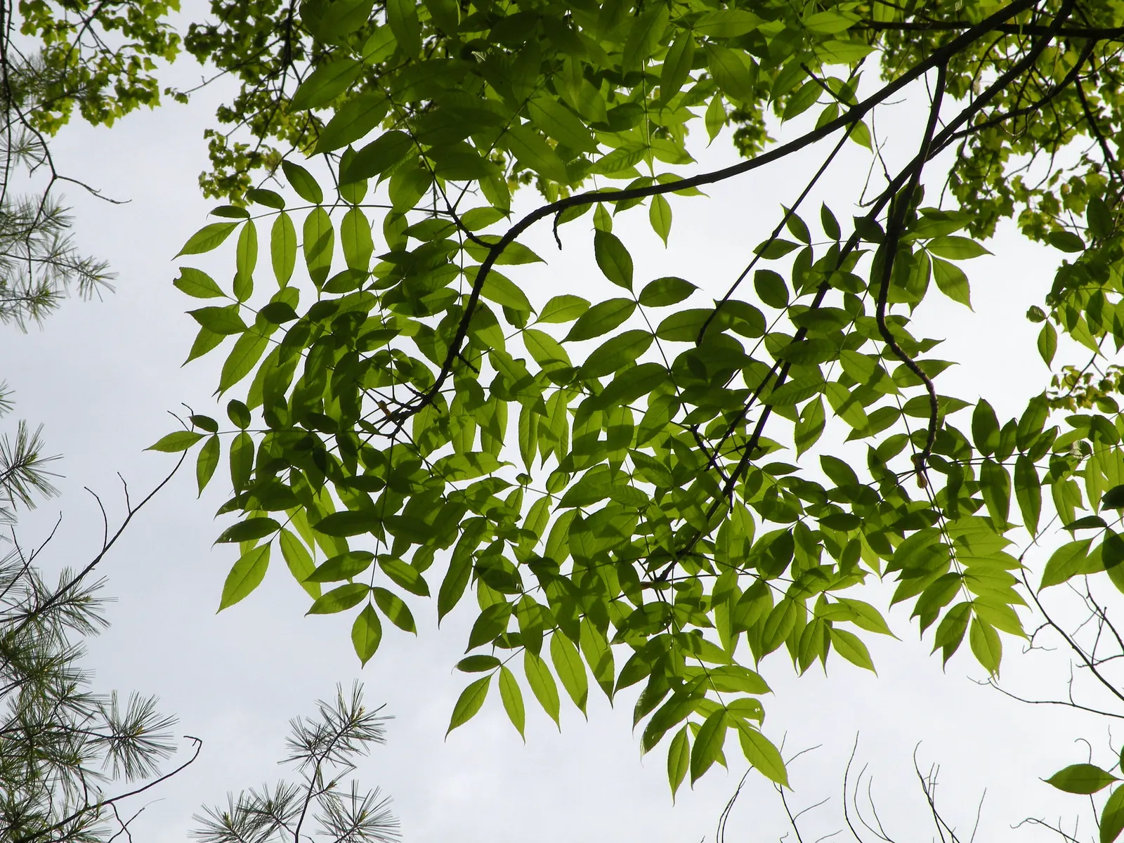 Black Ash (Fraxinus Nigra) — The bark is gray to brownish